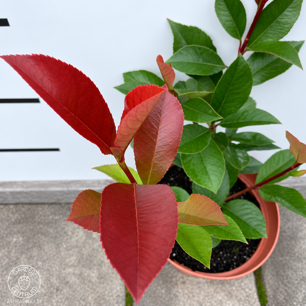 Obrázok Červienka Fraserova (Photinia × fraseri) ‘RED ROBIN TOSCANA’ - výška 20-30, kont. C2L